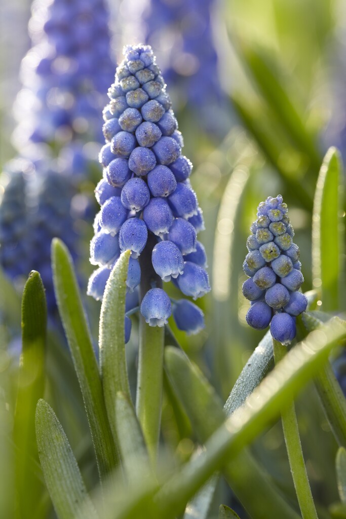 Muscari - Armeniacum - 8/9