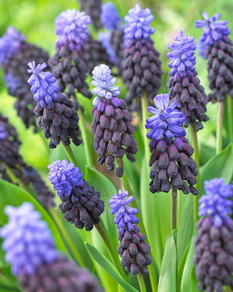 Muscari - Latifolium - 8/9