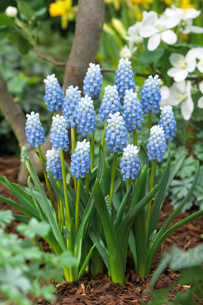 Muscari - Peppermint - 8/9