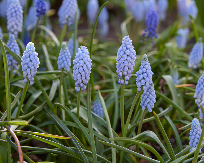 Muscari - Valerie Finnis - 8/9