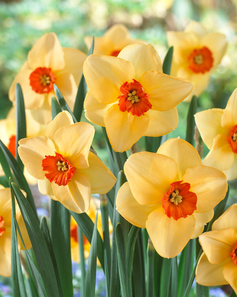 Daffodil - Altruist - 14/16
