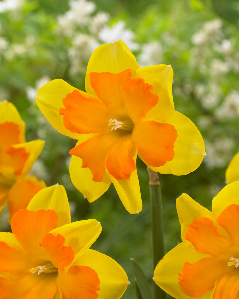 Narcis - Kongres - 12/14