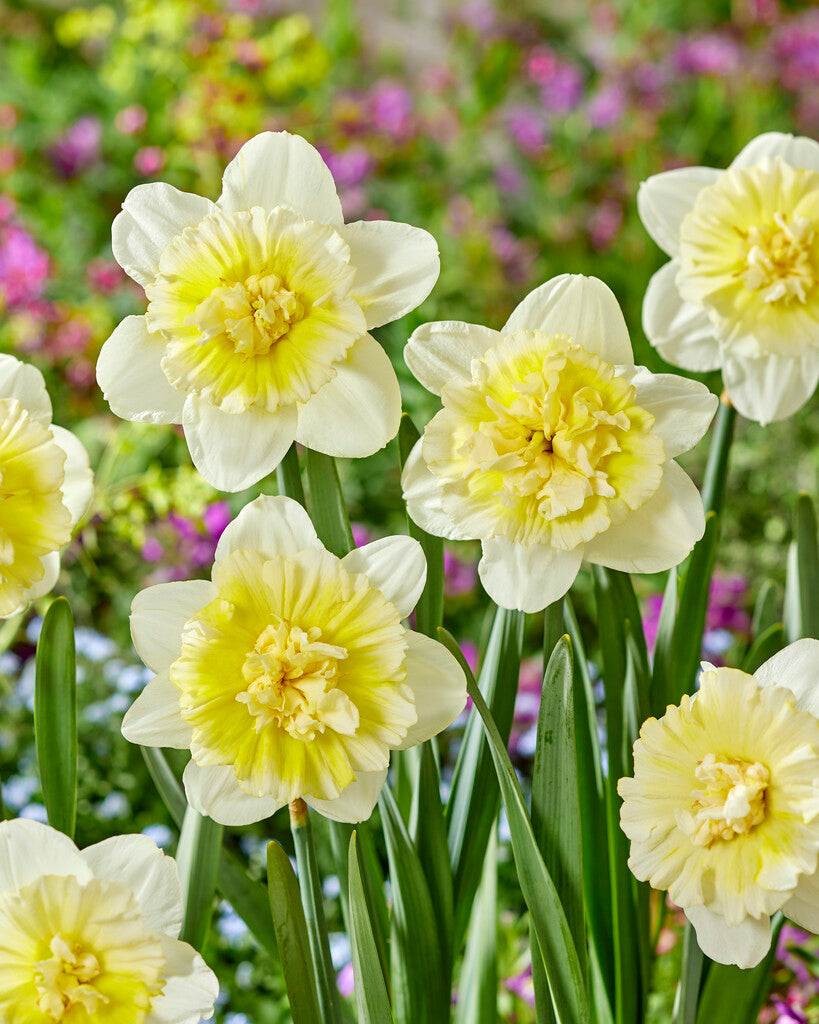 Narcis - Ledeni kralj - 14/16