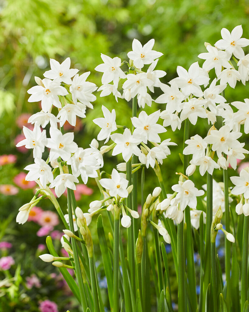 Narcis - Papirnati - 16/18