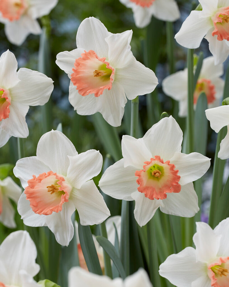 Daffodil - Pink Charm - 14/16