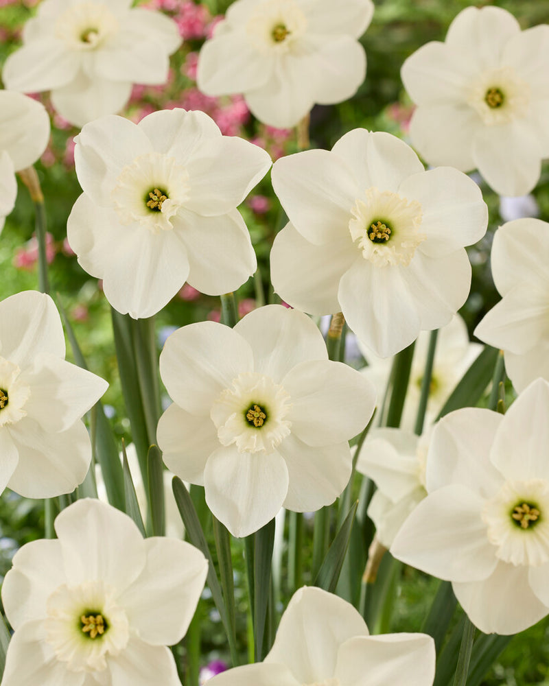 Daffodil - Princess Zaida - 12/14