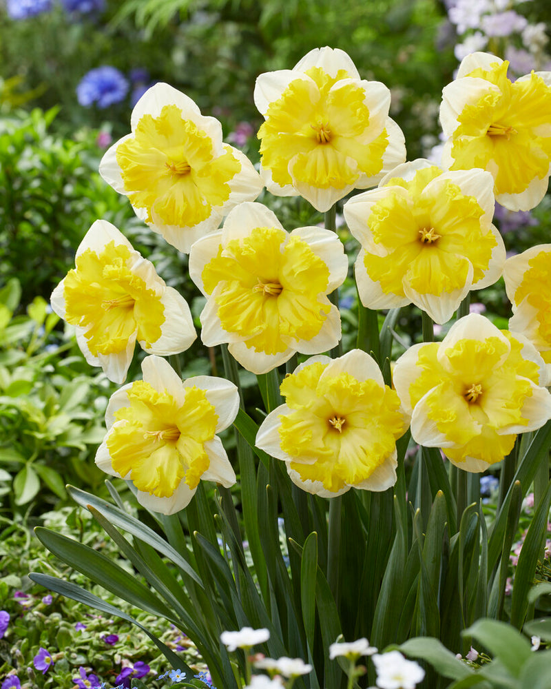 Daffodil - Printal - 14/16