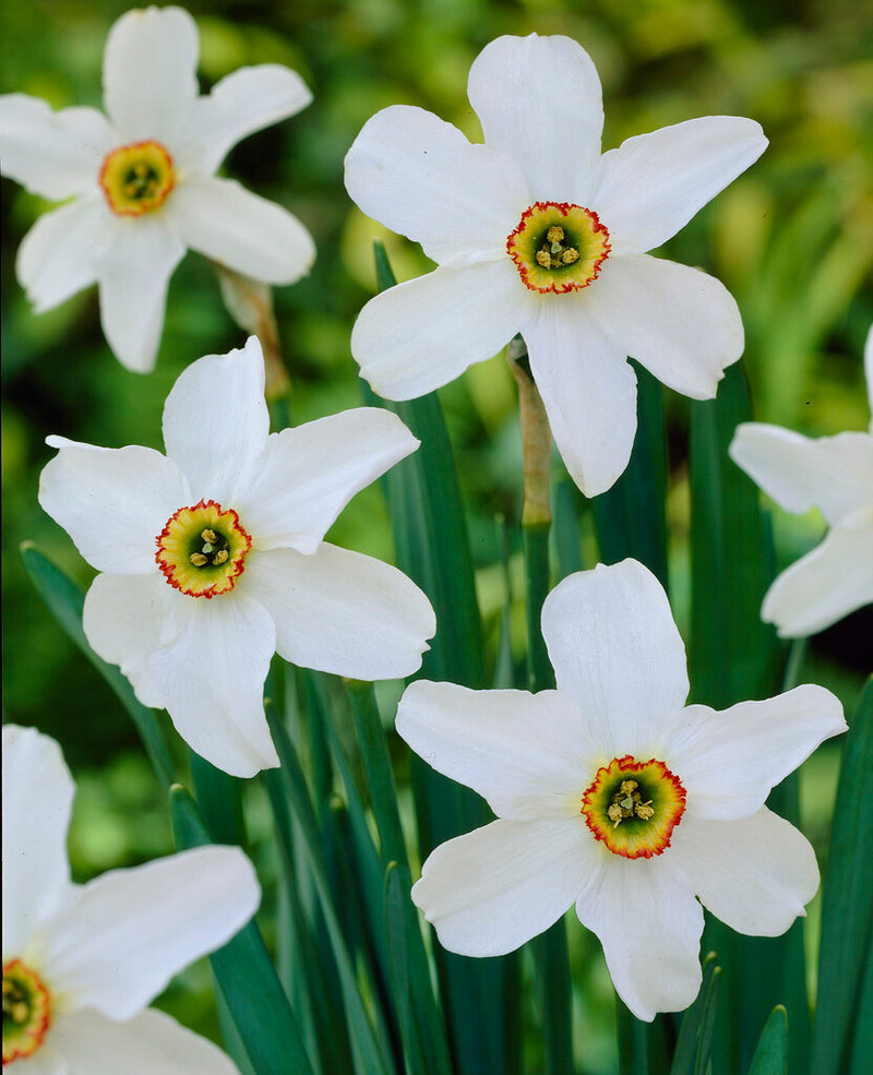 Daffodil - Recurvus - 14/16