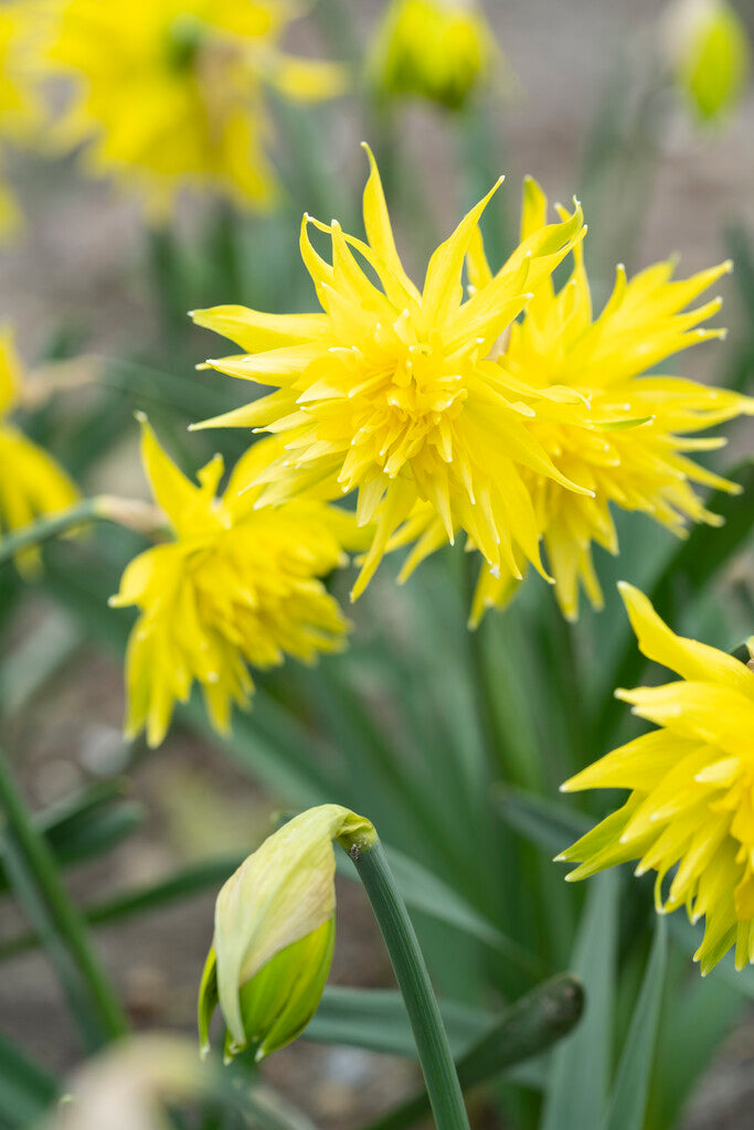Daffodil - Rip van Winkle - 12/14