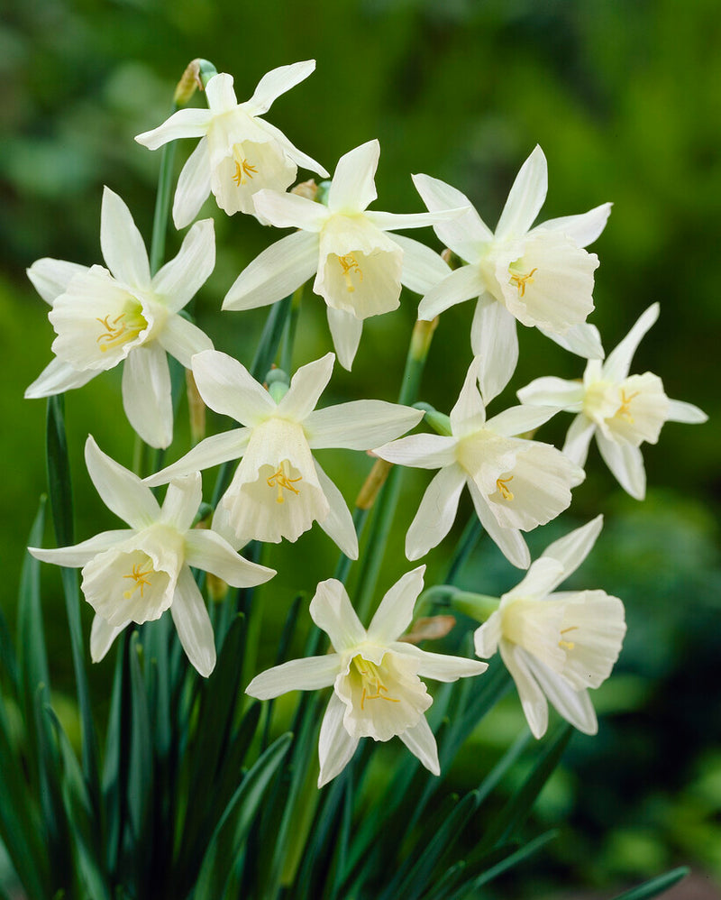 Daffodil - Thalia - 12/14