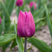 Tulip Triumph - Purple Prince - 12/+