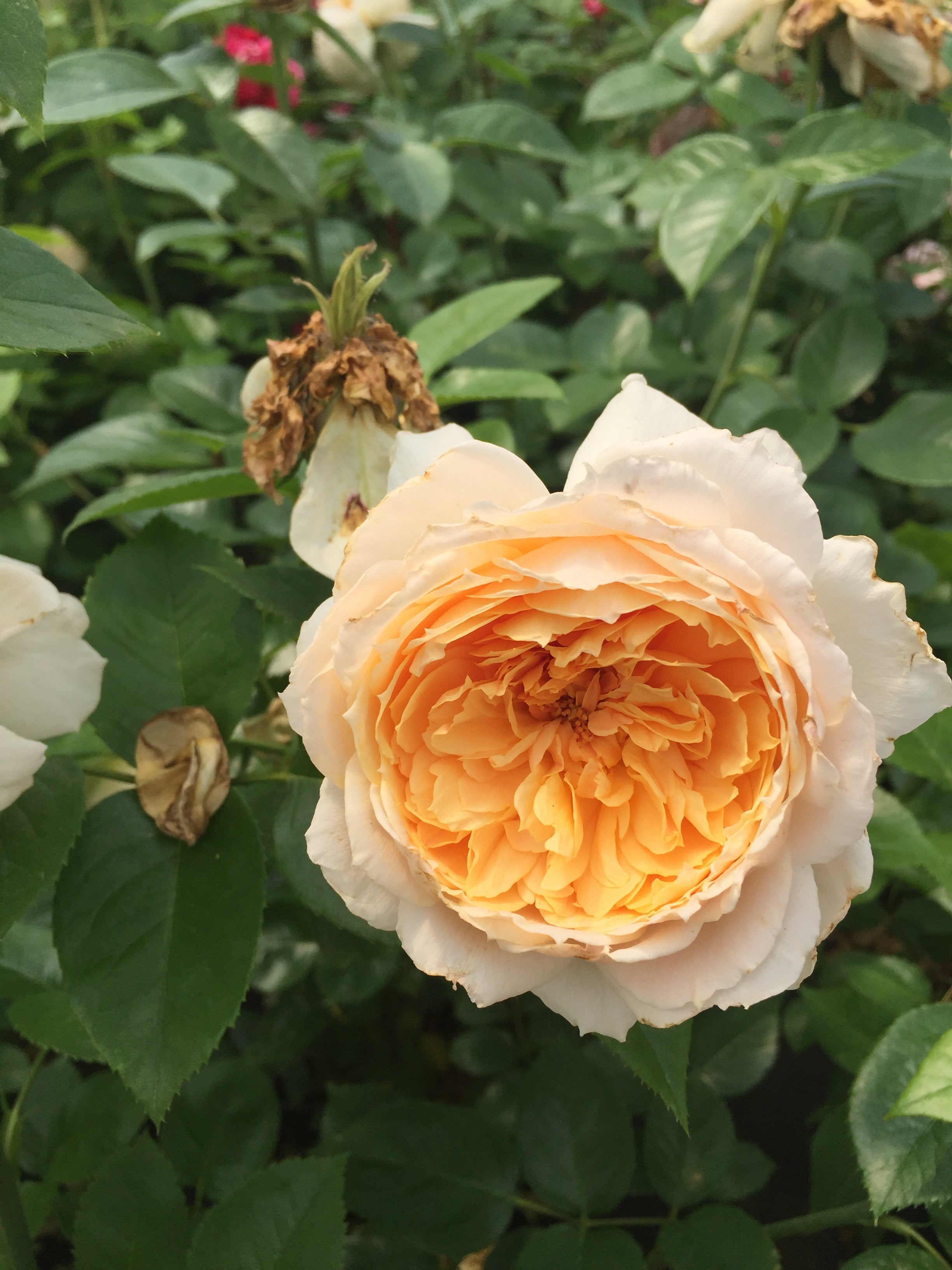 Floribunda Rose - Patrick Devedjian®