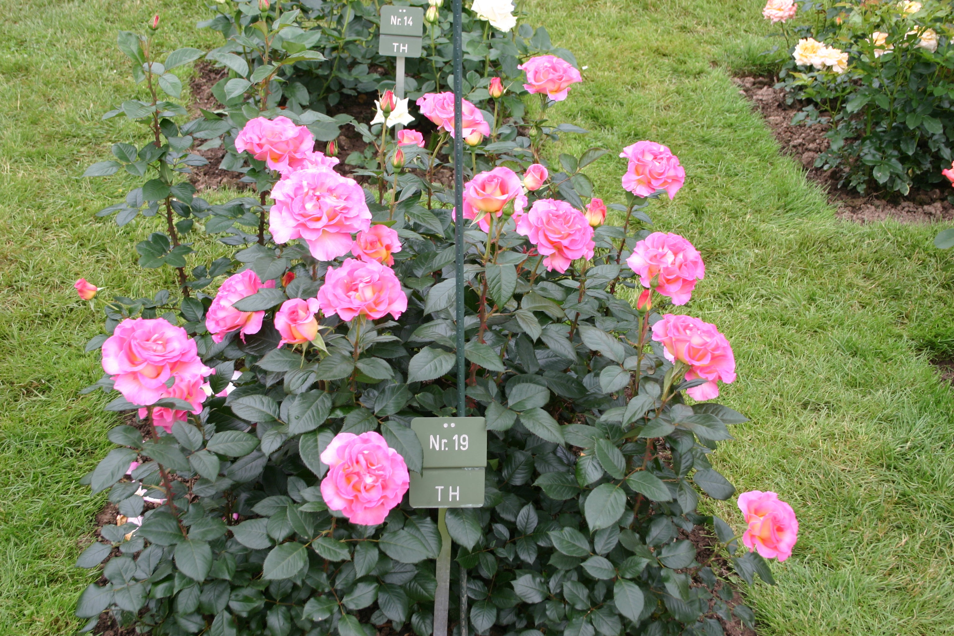 Čajevka Hibridna Ruža - Pink Paradise®
