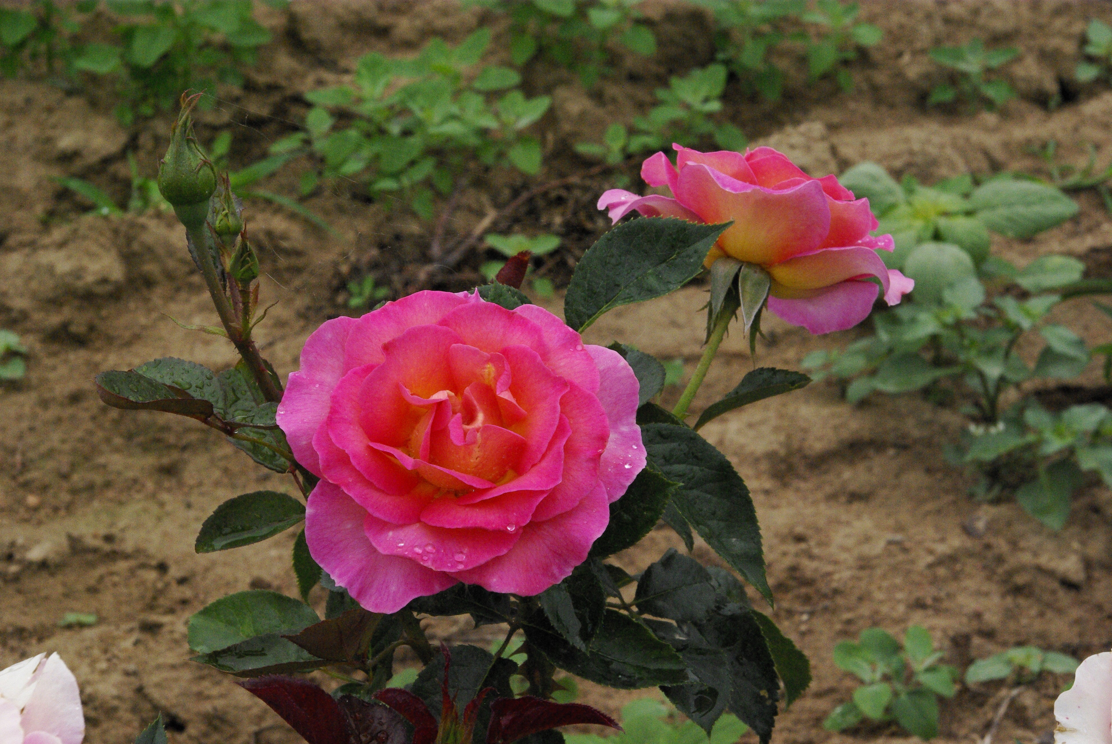 Čajevka Hibridna Ruža - Pink Paradise®