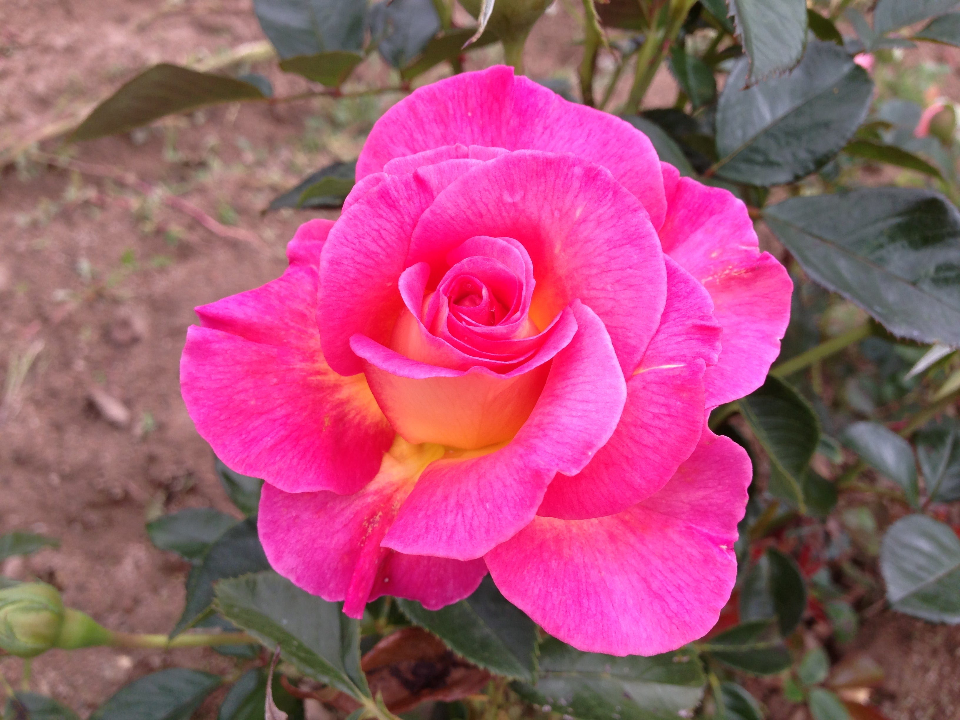 Čajevka Hibridna Ruža - Pink Paradise®
