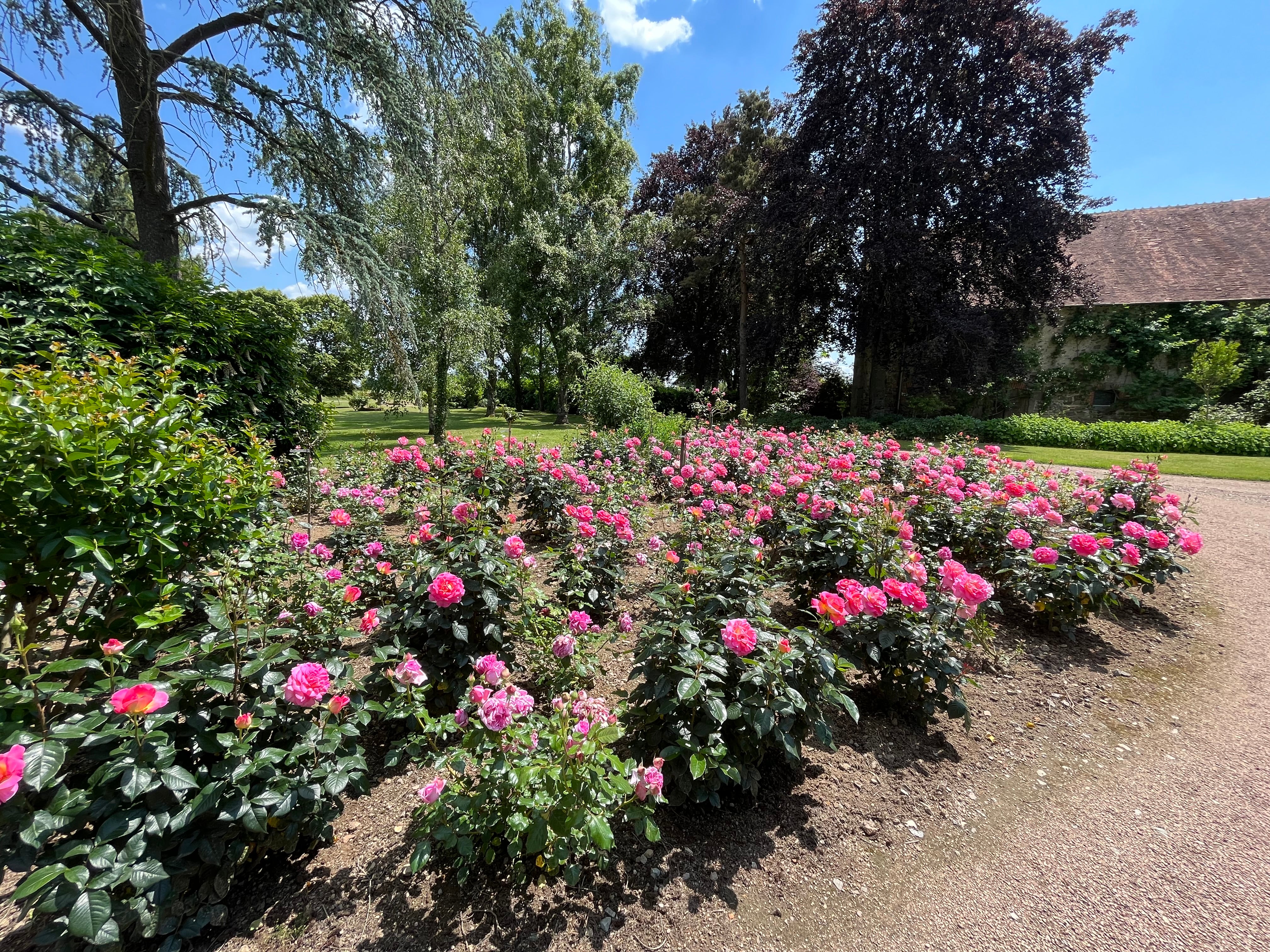 Čajevka Hibridna Ruža - Pink Paradise®