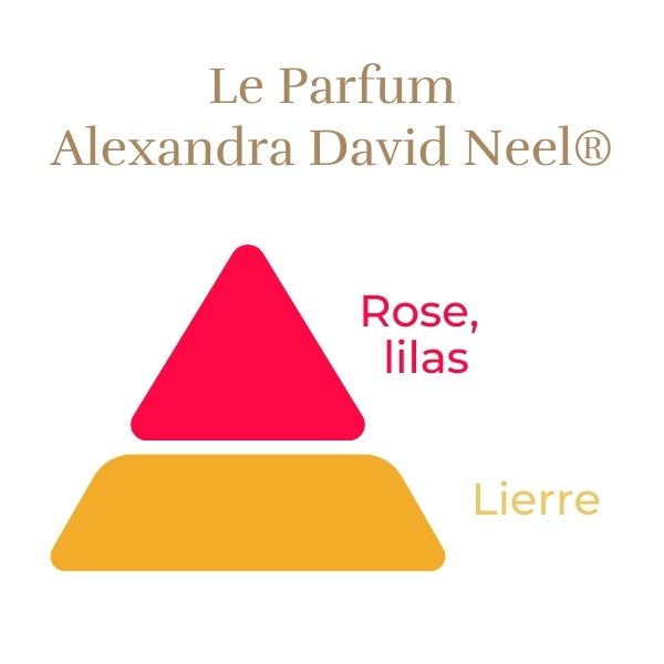 Floribunda Ruža - Alexandra David Neel®