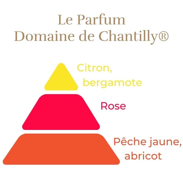 Floribunda Ruža - Domaine de Chantilly®