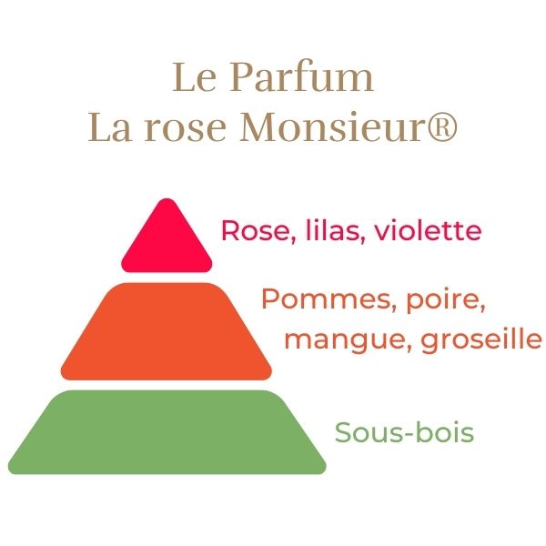 Čajevka Hibridna Ruža - La Rose Monsieur®