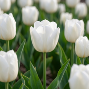 Tulip Triumph - Royal Virgin - 12/+