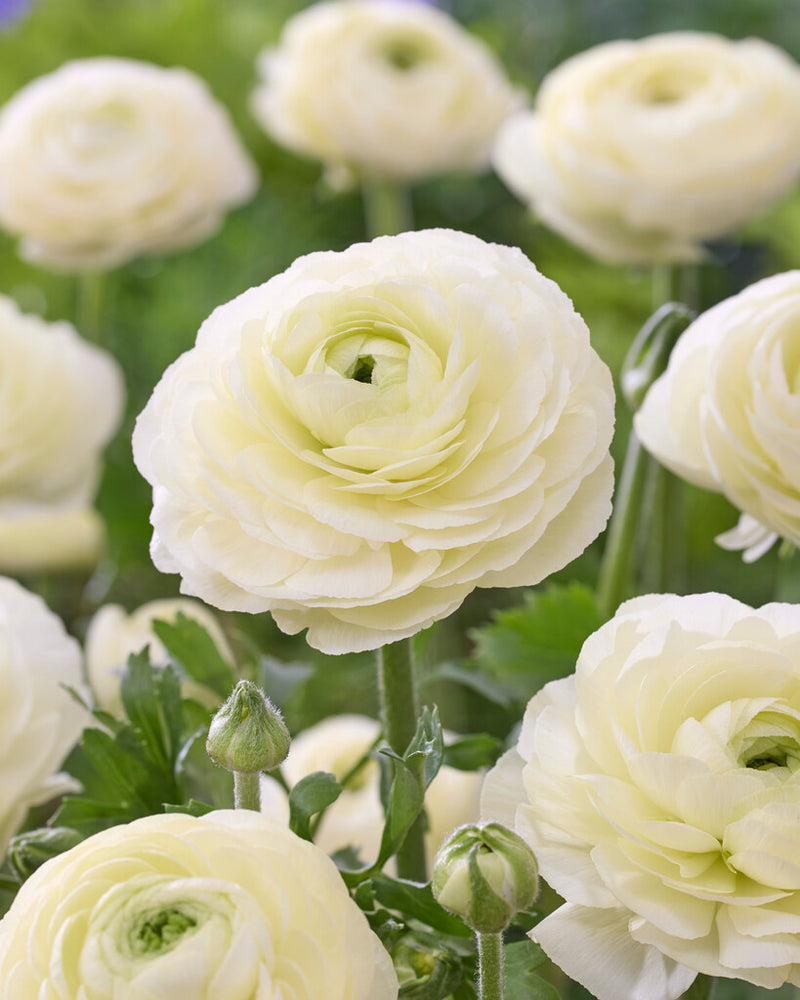 Ranunculus - Crema - 2/3