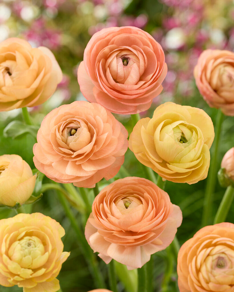 Ranunculus - Salmone - 2/3