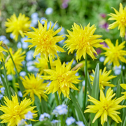 Daffodil - Rip van Winkle - 12/14