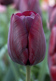 Tulip Triumph - Ronaldo - 12/+