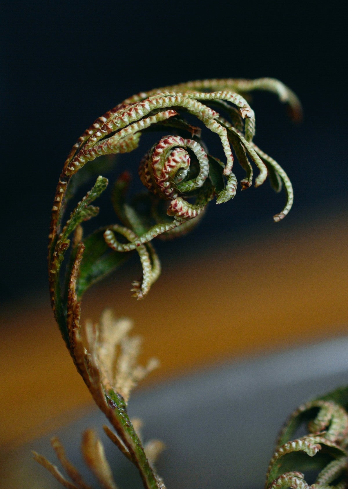 Rose of Jericho-3