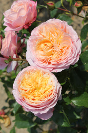 Floribunda Ruža - Domaine de Chantilly®