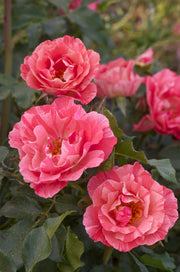 Floribunda Ruža – Grimaldi®