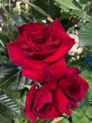 Čajevka Hibridna Ruža - La Rose Monsieur®