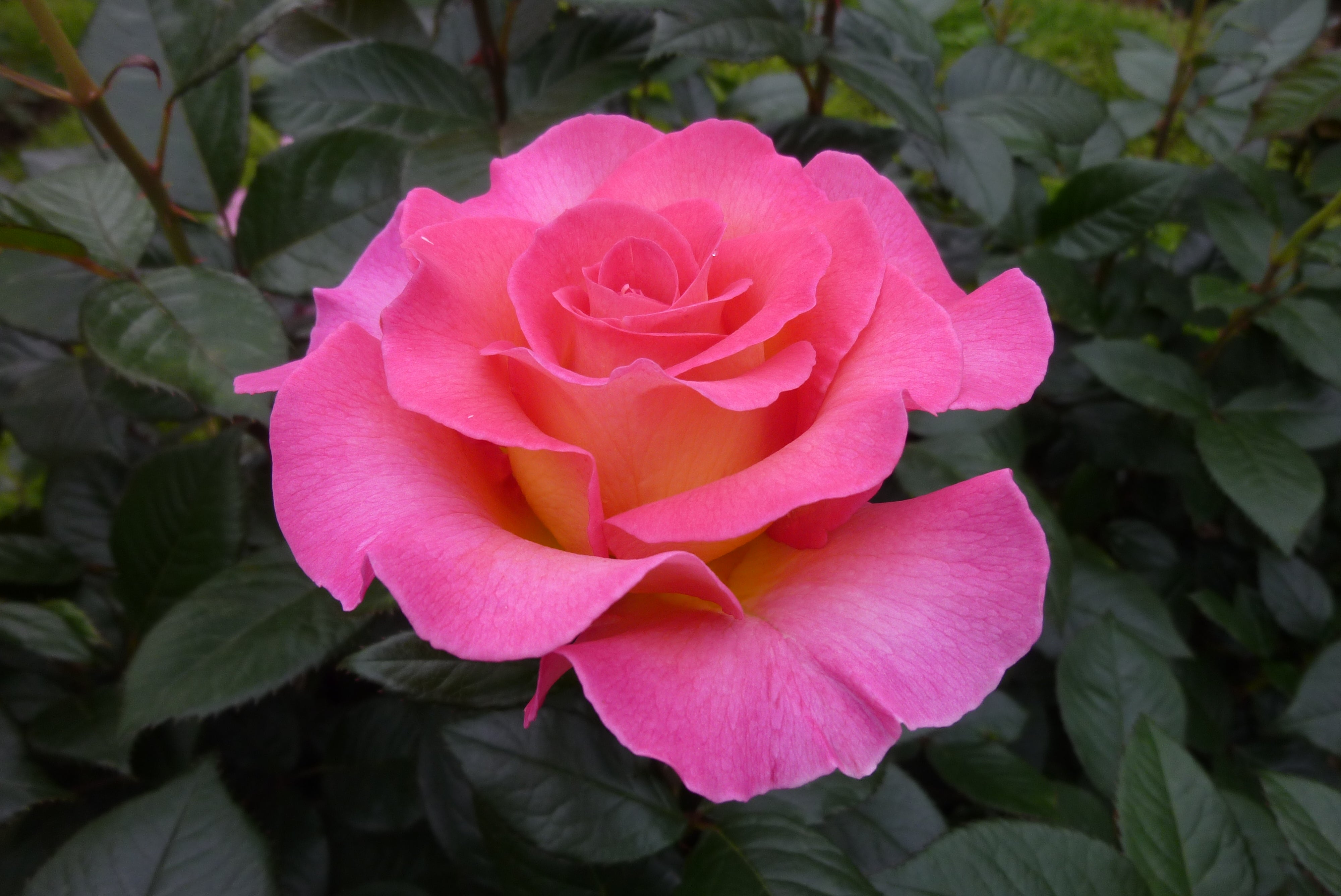Čajevka Hibridna Ruža - Pink Paradise®
