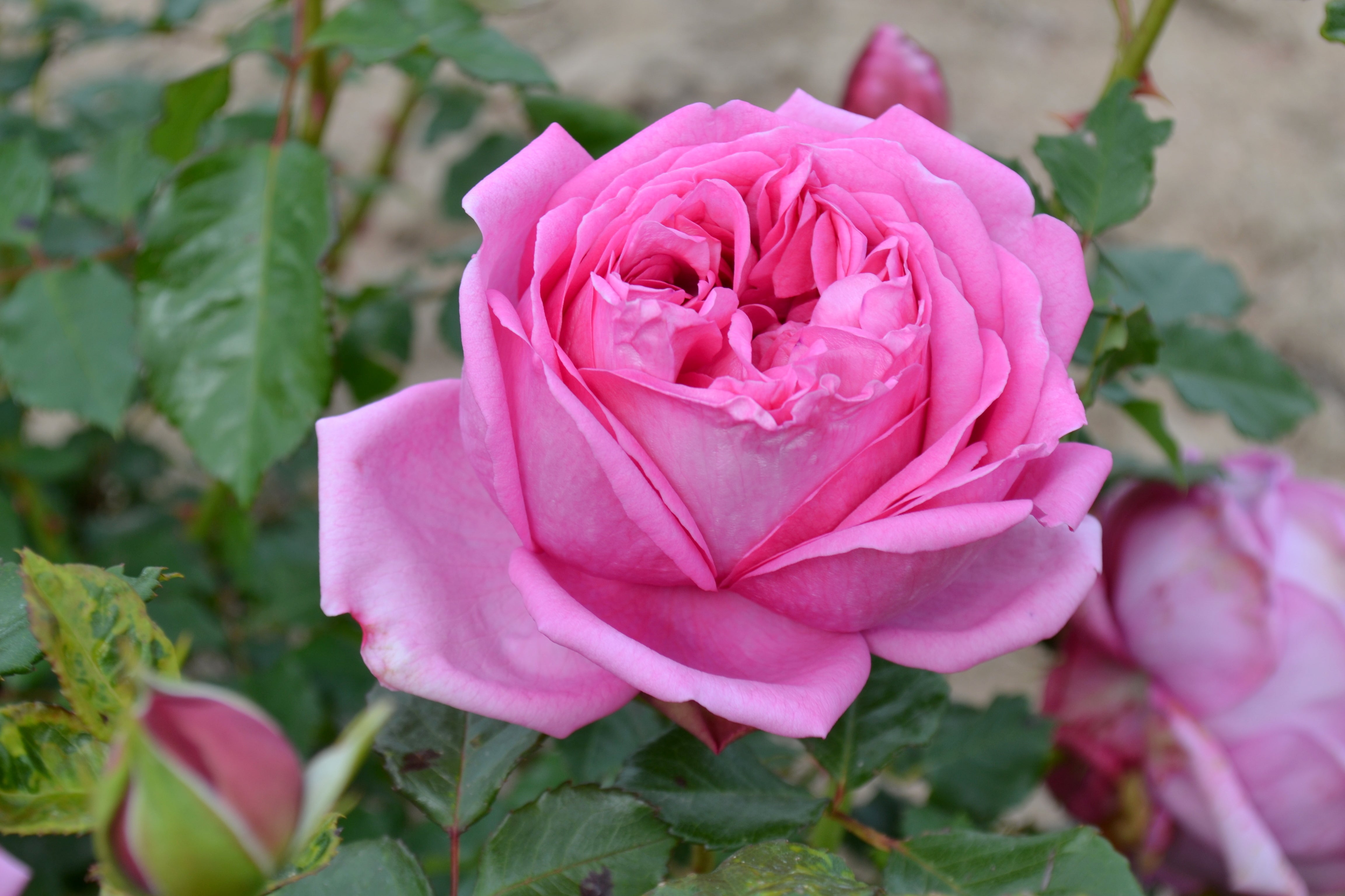 Hybrid Tea Rose - Pompadour®