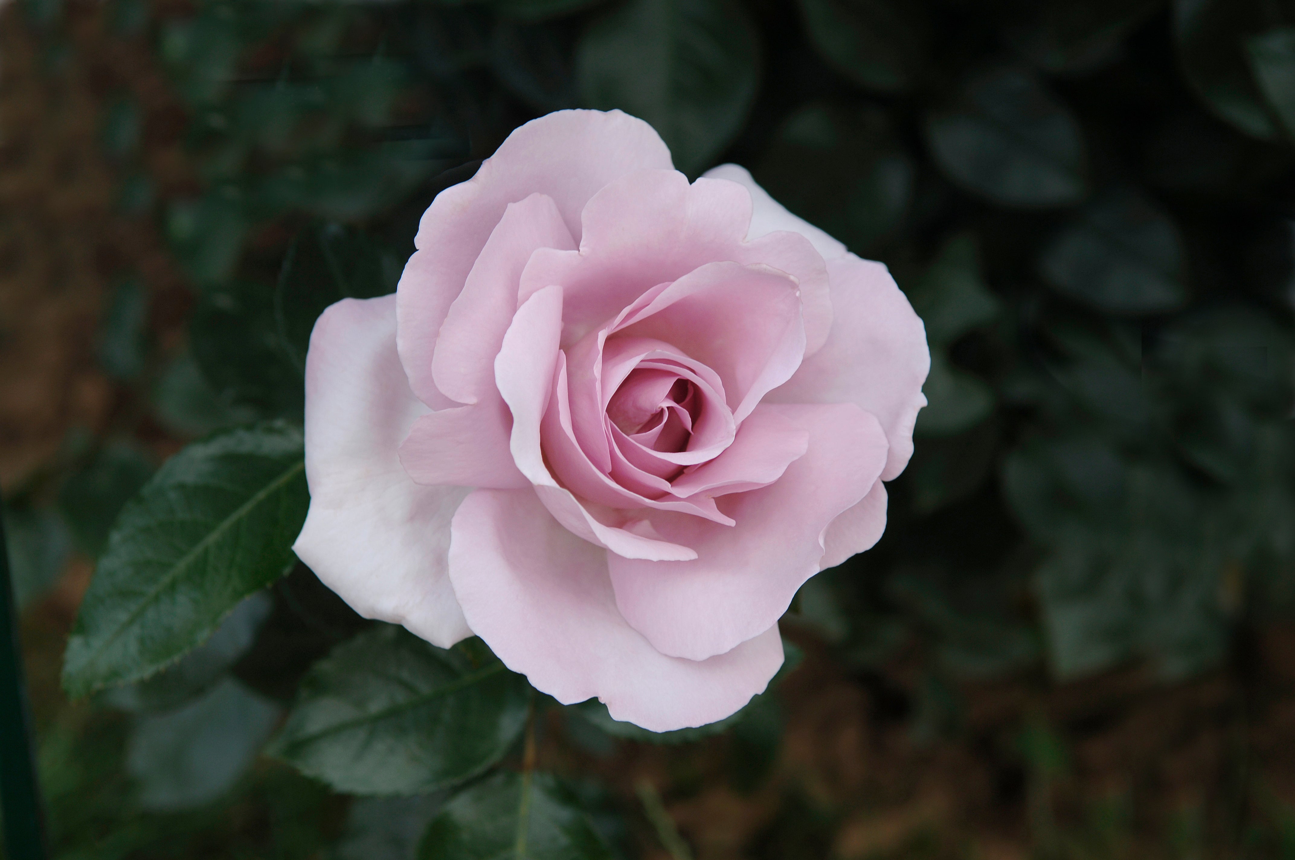 Floribunda Rose - Synactif by Shiseido®