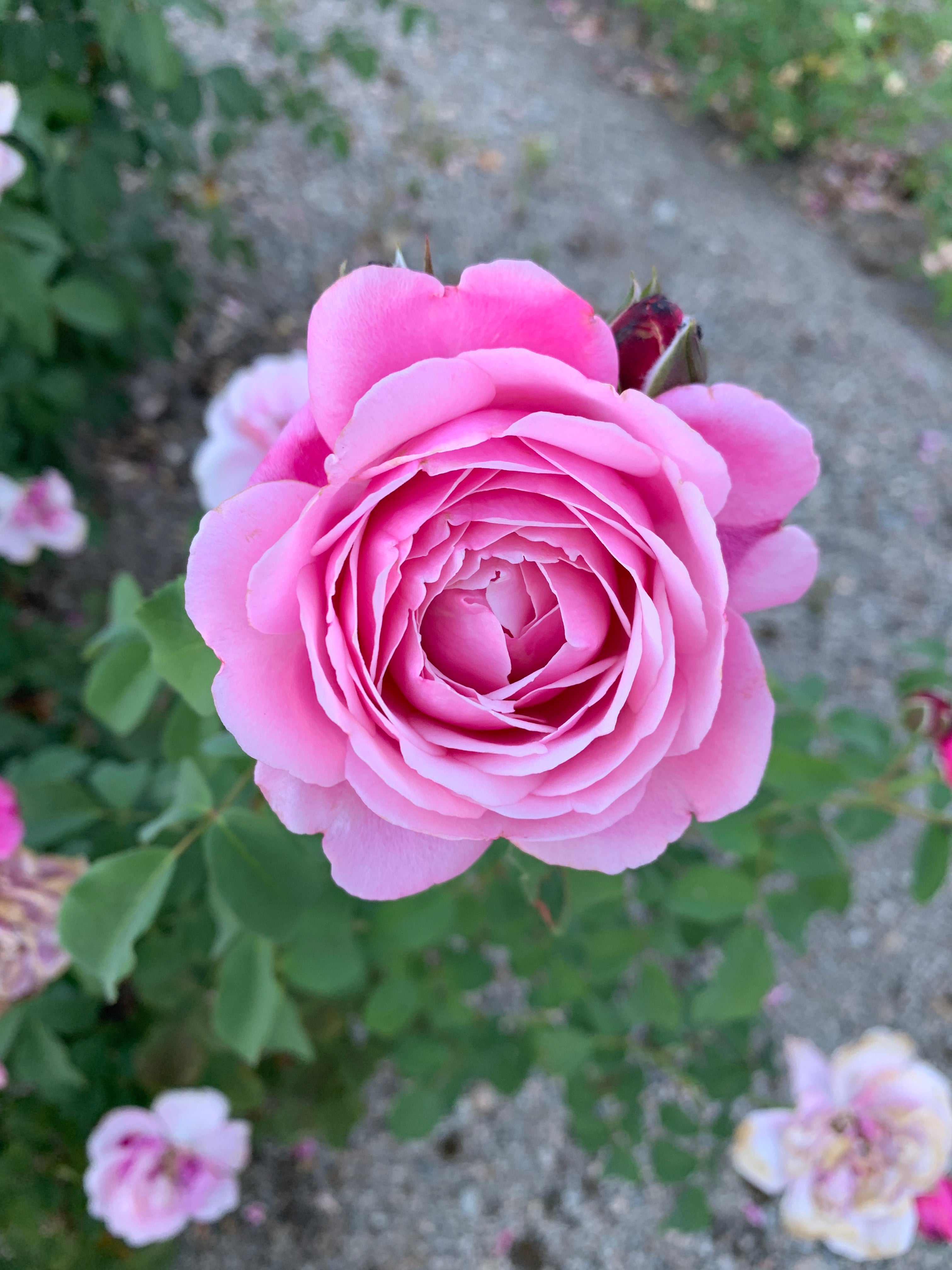 Floribunda Rose - Soeur Emmanuelle® (Dieter Müller)