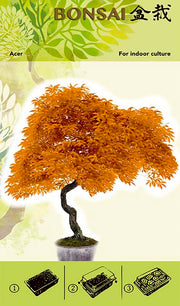 Set Za Uzgoj Bonsaija - Acer Oranje I