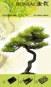 Set Za Uzgoj Bonsaija - Pinus Thunbergii I