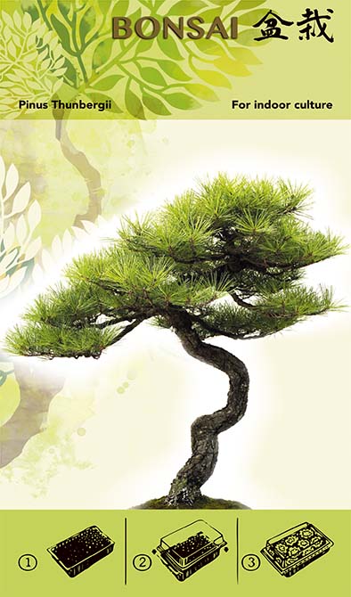 Set Za Uzgoj Bonsaija - Pinus Thunbergii I