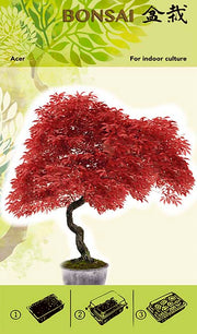 Set Za Uzgoj Bonsaija - Acer Red I