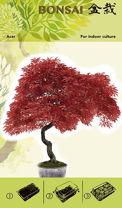Set Za Uzgoj Bonsaija - Acer Red I