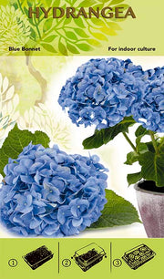 Set Za Uzgoj Bonsaija - Hortenzija 'Blue Bonnett' - Plava