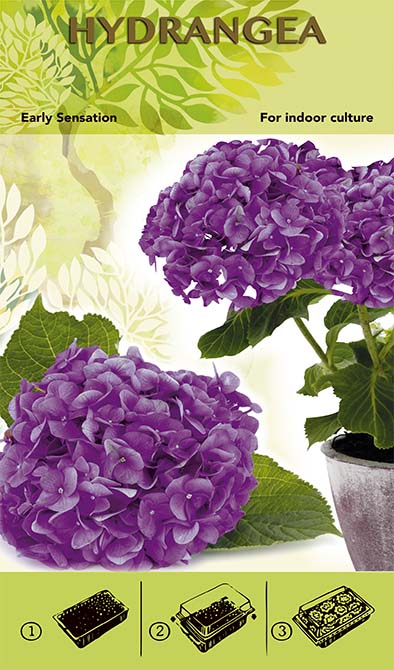 Bonsai Grow Kit - Hortenzija &