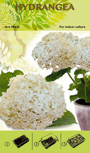 Bonsai Grow Kit - Hydrangea 'Ave Maria' - White