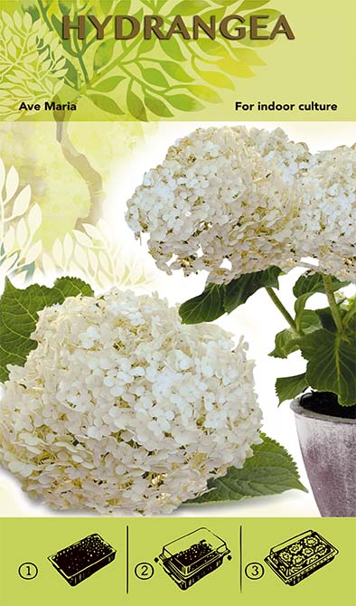Bonsai Grow Kit - Hydrangea 'Ave Maria' - White