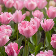 Tulip Fosteriana - Sweet Sixteen - 12/+