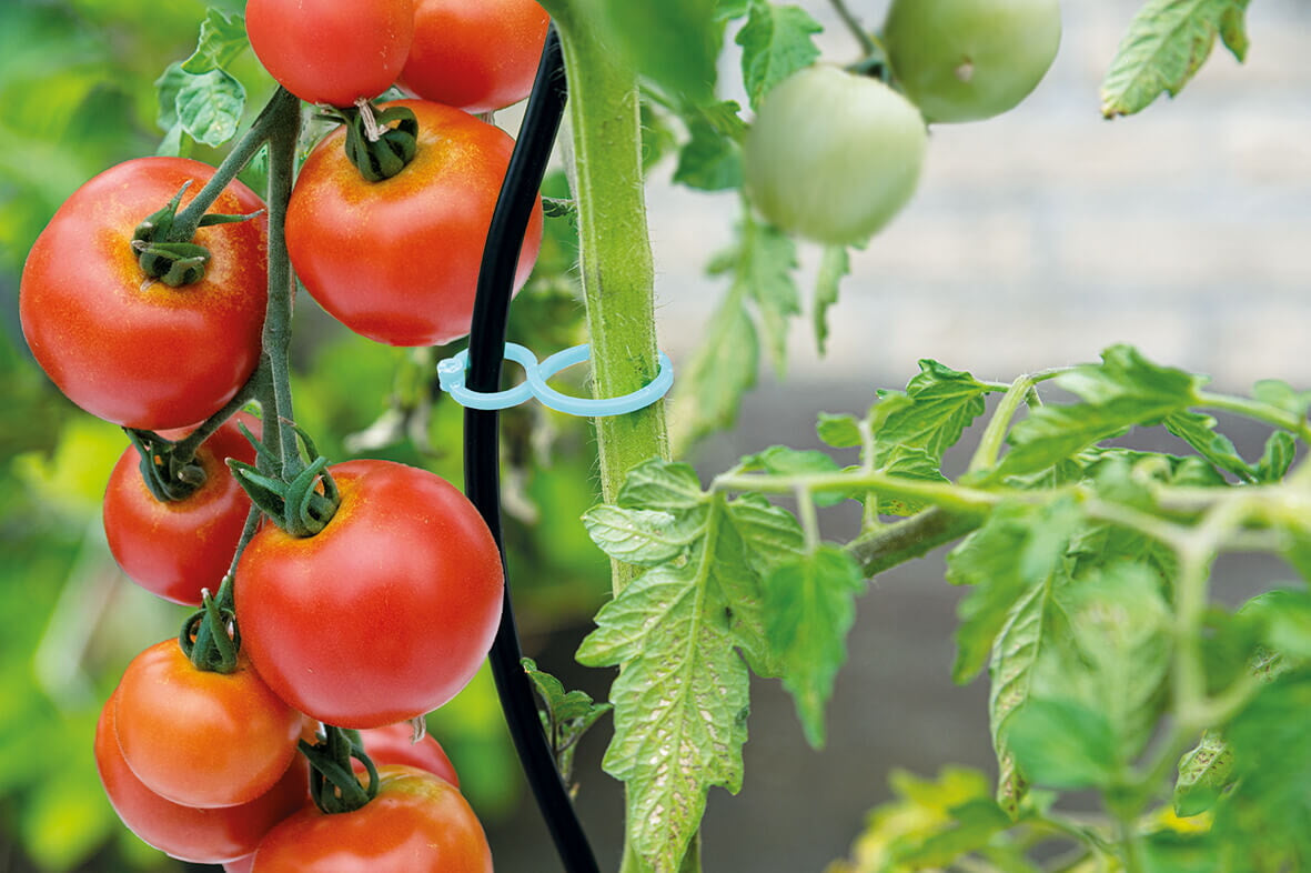 Tomato / Plant Clips - 15 pcs-2