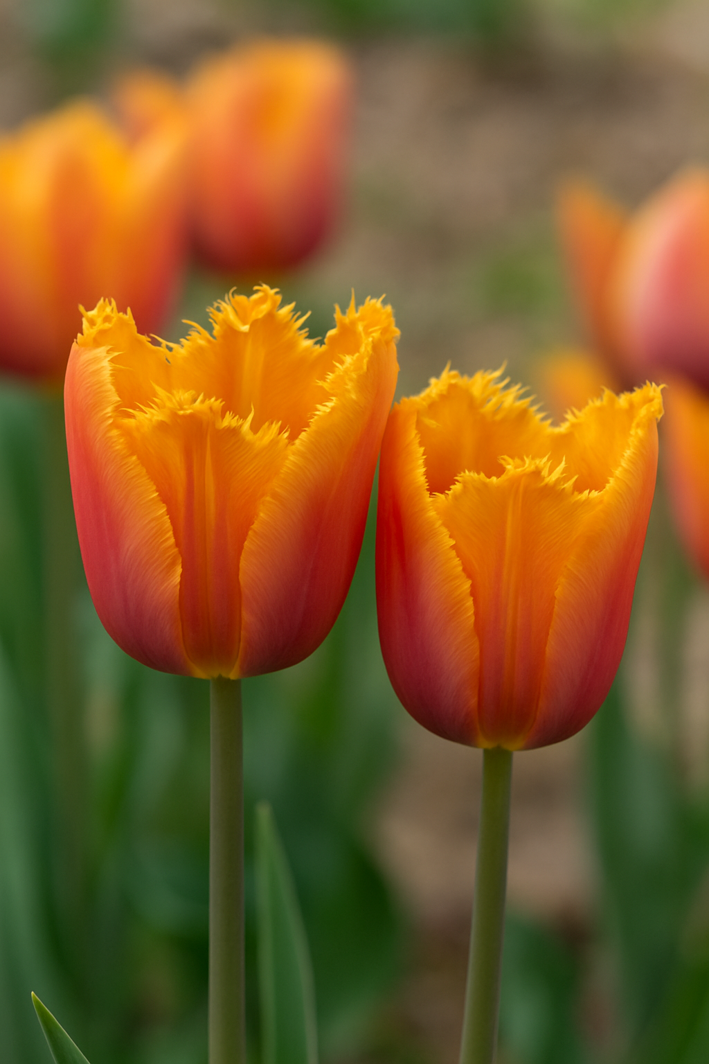 Tulipan Fringed - Louvre Orange - 12/+