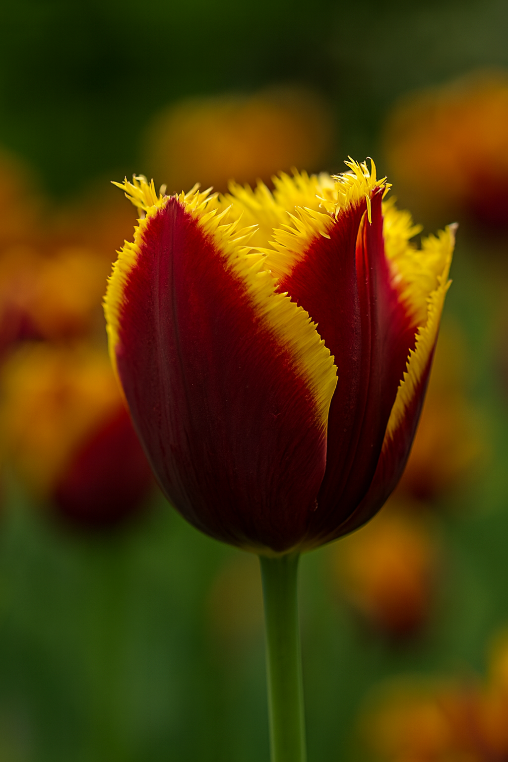 Tulipan Fringed - Mercure - 12/+