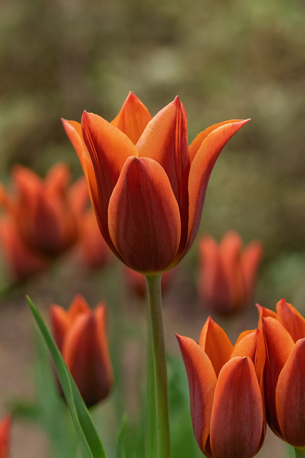 Tulipan Triumph - Muvota - 12/+